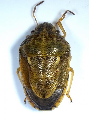 Réf. 234 377 : Neottiglossa leporina